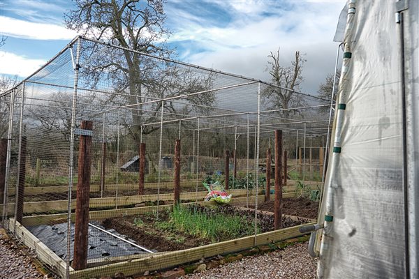 Organic kitchen garden 